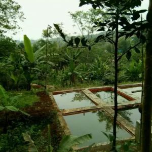 Dijual tanah dan bangunan serta kolam