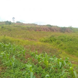 Jual Tanah Daerah Sukaresmi Luas 15,3 hektar, Harga 390rb/m2