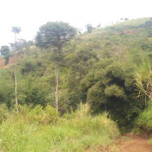 Jual Tanah Daerah Sukaresmi Luas 15,3 hektar, Harga 390rb/m2