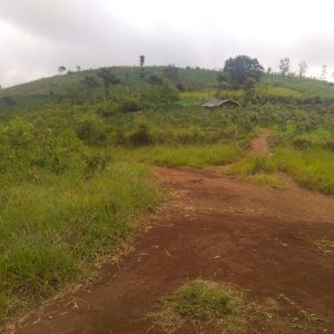 Jual Tanah Daerah Sukaresmi Luas 15,3 hektar, Harga 390rb/m2