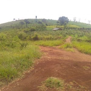 Jual Tanah Daerah Sukaresmi Luas 15,3 hektar, Harga 390rb/m2