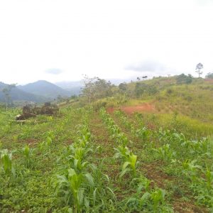 Jual Tanah Daerah Sukaresmi Luas 15,3 hektar, Harga 390rb/m2