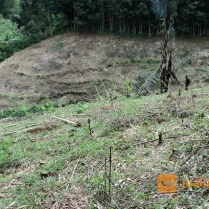 Tanah Dan Kebun Durian Montong Siap Panen Di Cianjur