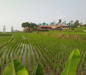 Jual Sawah Produktif Cugenang Cianjur