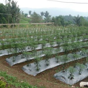 Tanah Kebun di Cipanas Subur dan Indah