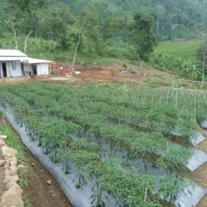 Tanah Kebun di Cipanas Subur dan Indah