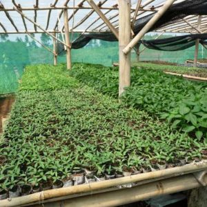 Tanah Kebun di Cipanas Subur dan Indah