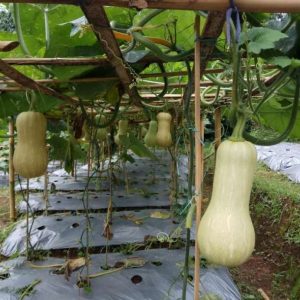Tanah Kebun di Cipanas Subur dan Indah
