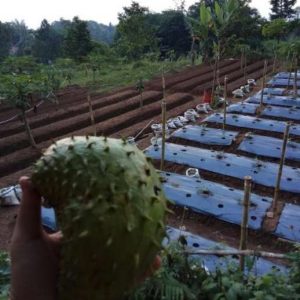 Tanah Kebun di Cipanas Subur dan Indah