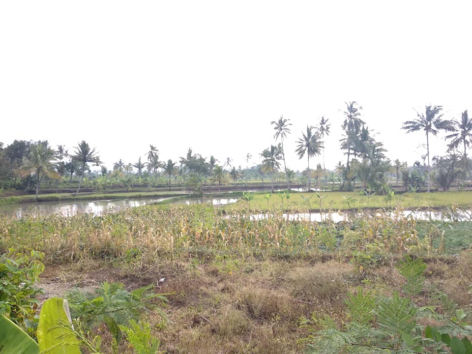 Jual Rumah dan Sawah Sangat Luas di Karangtengah