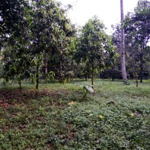 Jual tanah darat strategis di Cikalongkulon Kabupaten Cianjur
