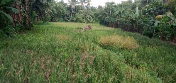 Jual tanah Strategis di Cikalongkulon Kabupaten Cianjur