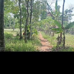 Jual cepat tanah kebun di daerah Cilaku Kabupaten Cianjur