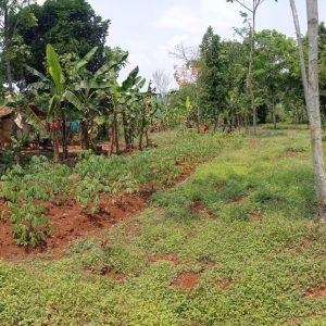 Jual cepat tanah kebun di daerah Cilaku Kabupaten Cianjur
