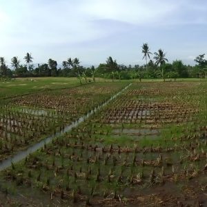 Jual tanah sawah produktif di Karangtengah Cianjur Kabupaten Cianjur