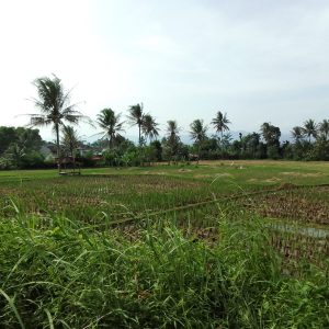 Jual tanah sawah produktif di Karangtengah Cianjur Kabupaten Cianjur