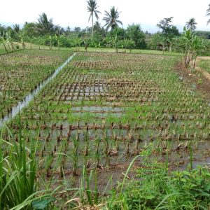 Jual tanah sawah produktif di Karangtengah Cianjur Kabupaten Cianjur