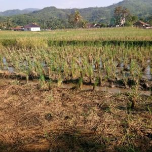 Jual cepat tanah sawah di Desa Neglasari Cikalongkulon Kabupaten Cianjur