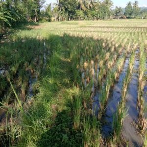 Jual cepat tanah sawah di Desa Neglasari Cikalongkulon Kabupaten Cianjur