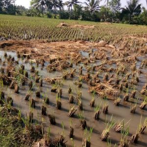 Jual cepat tanah sawah di Desa Neglasari Cikalongkulon Kabupaten Cianjur