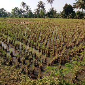 Jual cepat tanah sawah di Desa Neglasari Cikalongkulon Kabupaten Cianjur