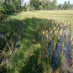 Jual cepat tanah sawah di Desa Neglasari Cikalongkulon Kabupaten Cianjur