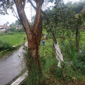 Jual tanah seluas 3500 meter pinggir jalan di Kampung Padakati Pesantren Kabupaten Cianjur