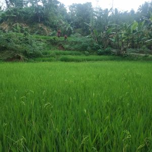 Jual tanah seluas 3500 meter pinggir jalan di Kampung Padakati Pesantren Kabupaten Cianjur