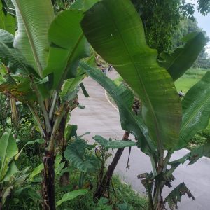 Jual tanah seluas 3500 meter pinggir jalan di Kampung Padakati Pesantren Kabupaten Cianjur