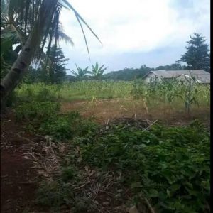 Jual Tanah Seluas 100 meter di Sadamaya Cibeber Kabupaten Cianjur