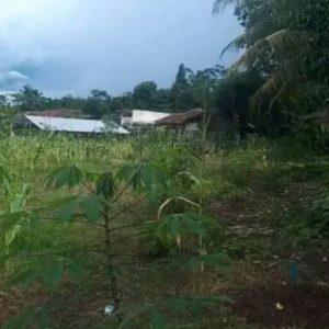 Jual Tanah Seluas 100 meter di Sadamaya Cibeber Kabupaten Cianjur