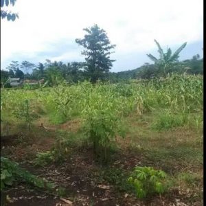 Jual Tanah Seluas 100 meter di Sadamaya Cibeber Kabupaten Cianjur