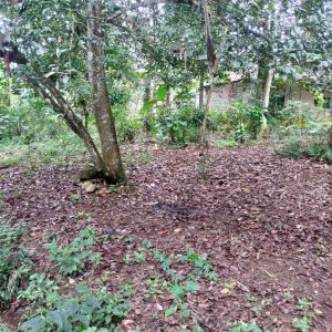 Jual Tanah Kebun Murah Pribadi di Tanjung Sari Sukaluyu Kabupaten Cianjur