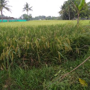 Jual Tanah Sawah Seluas 198 m2 Pribadi di desa Sindangsari Ciranjang Kabupaten Cianjur