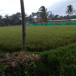 Jual Tanah Sawah Seluas 198 m2 Pribadi di desa Sindangsari Ciranjang Kabupaten Cianjur