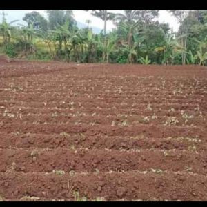 Jual Tanah Seluas 871 m Pinggir Jalan Desa di Desa Benjot Cugenang Kabupaten Cianjur