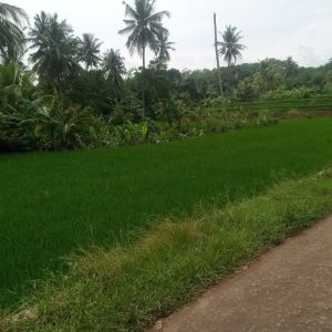 Jual Tanah Sawah Seluas 4.300 meter Strategis di Desa Munjul Cilaku Kabupaten Cianjur
