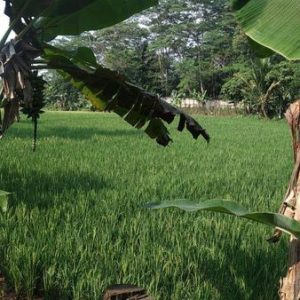 Jual Tanah Sawah Seluas 1 ha Strategis di Kampung Bengle Sukaluyu Kabupaten Cianjur