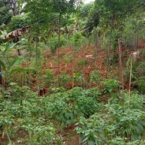 Jual Tanah Seluas 850 m2 Pribadi di Kampung Pangangonan Cianjur Kabupaten Cianjur