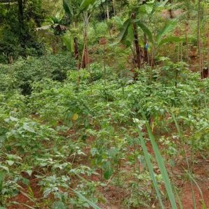 Dijual Cepat Tanah Pinggir Jalan di Cibadak Cibeber Cianjur