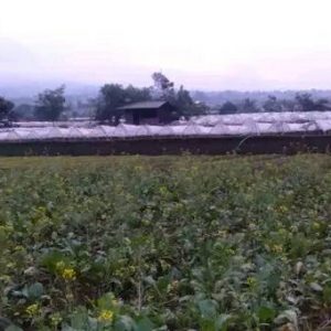 Dijual Tanah Luas di Ciherang Cipanas