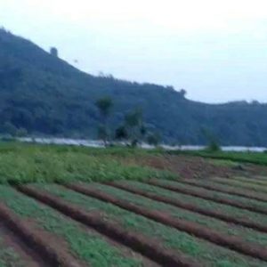 Dijual Tanah Luas di Ciherang Cipanas