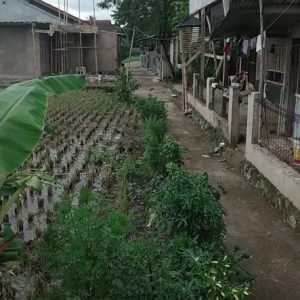 Dijual Tanah Sawah Luas di Cangklek Kampung Legok Cianjur