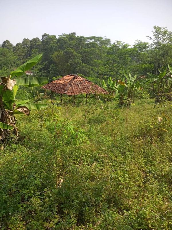 Jual Tanah Kebun Luas di Cibeber Cianjur