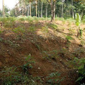 Dijual Tanah Luas di Cibeber Cianjur