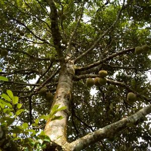 Dijual Tanah Luas di Cibeber Cianjur