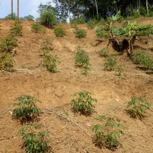 Dijual Tanah Luas di Cibeber Cianjur