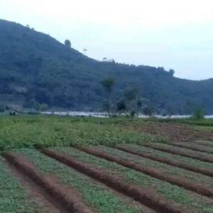 Dijual Tanah Luas di Ciherang Cipanas