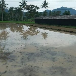 Dijual Tanah Sawah Luas di Cangklek Kampung Legok Cianjur