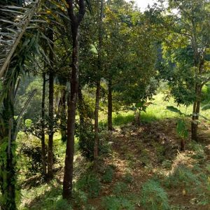 Dijual Tanah Luas di Cibeber Cianjur